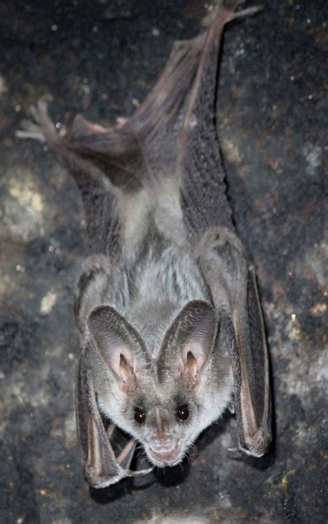 30 Photos Of Weird Looking Bats Barnorama