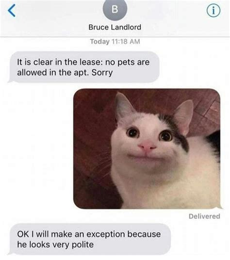 Polite Cat Meme Subido Por Memelust Memedroid