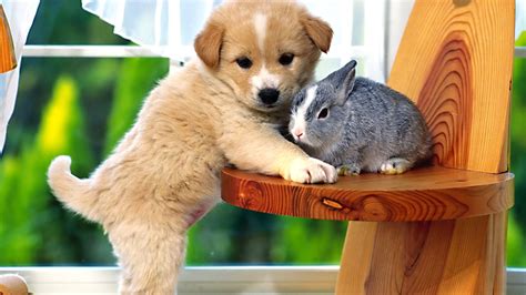Free Puppy Wallpaper For Windows Baby Dogs Animal Hugs Puppies