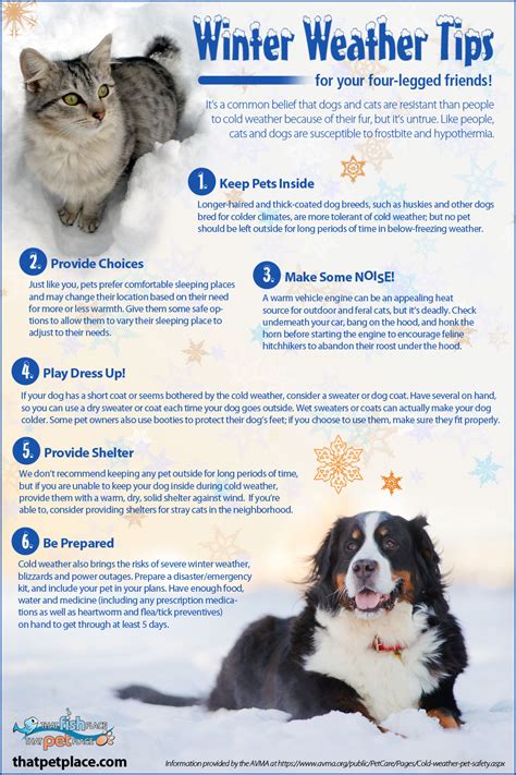 Er Nurses Care Winter Safety Series 10 Top Tips For Winter Pet Safety