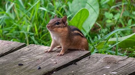 Chipmunks Are Mysteriously Showing Up In Eastern Nc Raleigh News