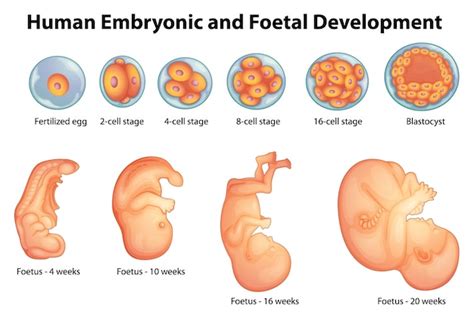 Etapas En El Desarrollo Embrionario Humano Vector Premium Reverasite