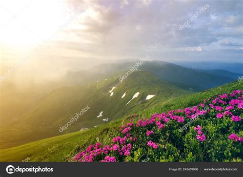 Beautiful View Pink Rhododendron Rue Flowers Blooming Mountain Slope