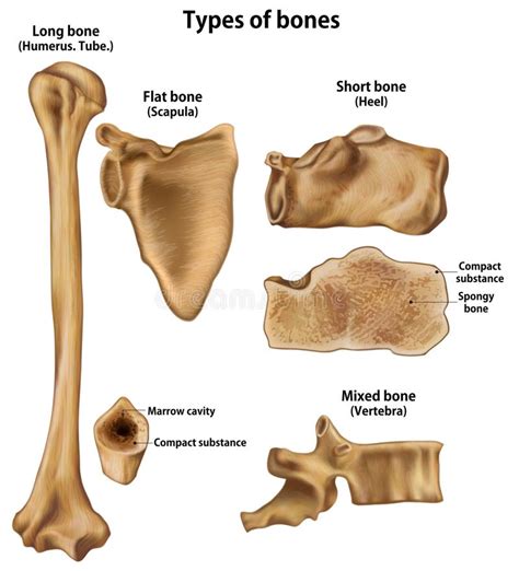 Bones Types Of Human Skeleton Stock Vector Illustration Of Body
