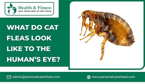 What Do Cat Fleas Look Like To The Humans Eye