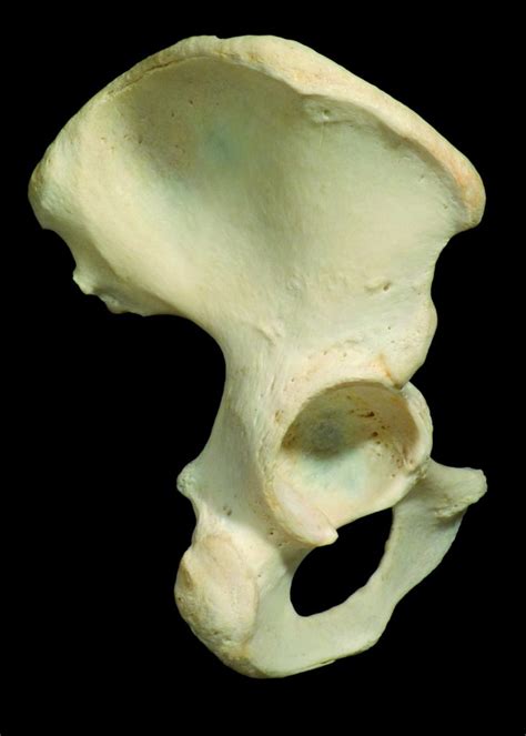 Pelvic bone - Learn Muscles