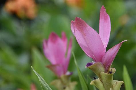 Hd Wallpaper Siam Tulip Flower Pink Flower Curcuma Flowering Plant