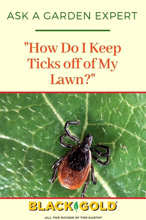How Do I Keep Ticks Off Of My Lawn Tick Repellent Kill Ticks In