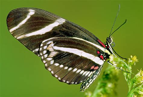 Zebra Butterfly Heliconius Charitonius Photograph By Millard H Sharp