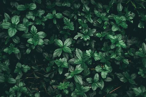 Green Plant Wallpapers Wallpaper Cave