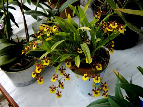 Grow And Care Oncidium Croesus Orchid The Rich Blooming Oncidium