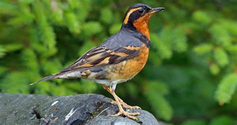 Photos And Videos For Varied Thrush All About Birds Cornell Lab Of Ornithology