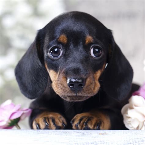 Dachshund Breeders And Puppies For Sale In California
