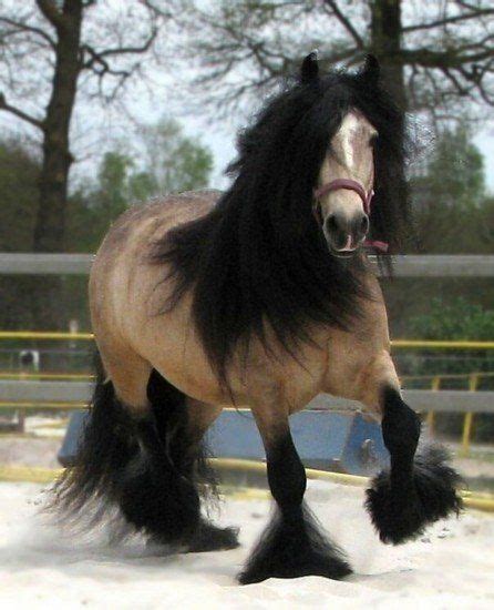 Buttermilk buckskin, black points, long flowing mane. 532 best Gypsy Vanner Horses images on Pinterest | Beautiful horses, Horses and Pretty horses