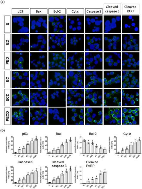 Regulation Of P Mediated Mitochondrial Apoptotic Pathway By Vc Iii
