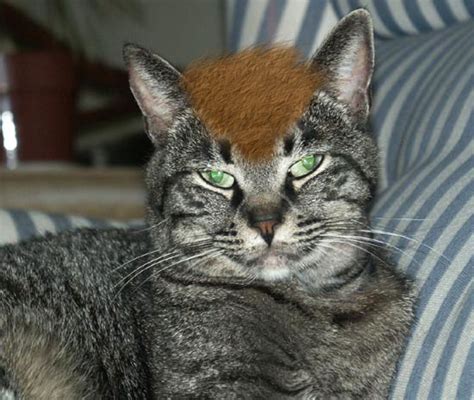 My cats developed a bald patch on his head. Bald Cats - The FIAT Forum
