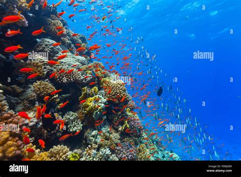 Underwater Coral Reef Stock Photo Alamy