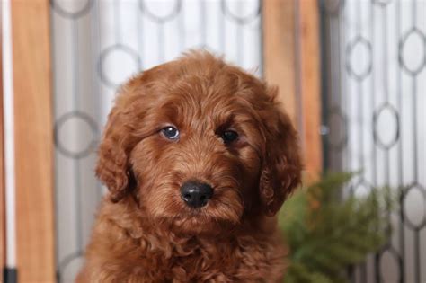 The term goldendoodle indeed derives from the union of the parent in the case of goldendoodles, f1 therefore refers to the first generation obtained from crossing a golden retriever and a standard poodle. Kody - Astounding Red Male F1B Goldendoodle - Florida ...