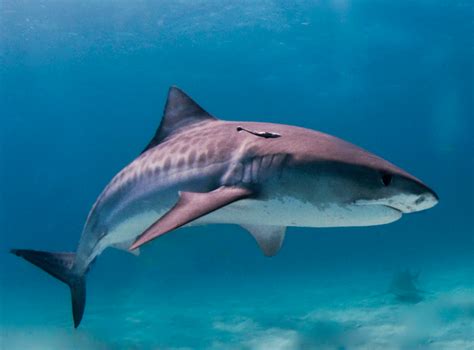 Maui Shark Attacks 5 Tips On How To Stay Safe ~ In The Water When