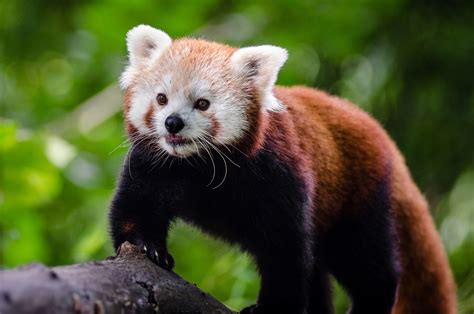 218 Red Pandas In Eastern Nepal