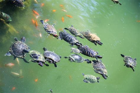 Turtles Swim In The Green Water Of A Urban Pond Stock Photo Image Of