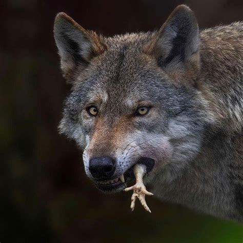 Grey Wolf Eating Lunch Grey Wolf Wolf Animals