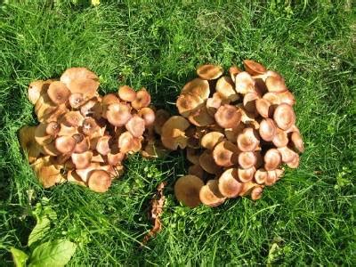 Throughout the autumn spotting, identifying and even foraging wild mushroom is fun to do. Honey Mushrooms - Identification | Walter Reeves: The ...