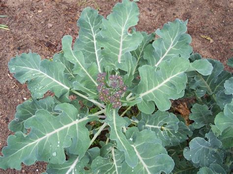 Brassicas Plant Care And Collection Of Varieties