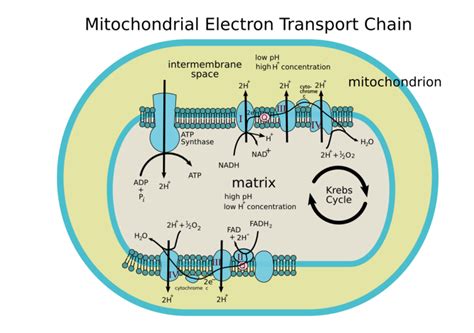 Difference Between Electron Transport Chain In Mitochondria And