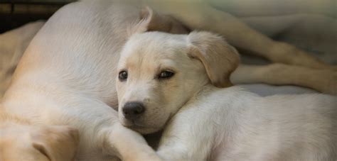 You want to make sure the punishment matches the action. Retail Pet Sale Bans: Standing Against Puppy Mill Cruelty ...