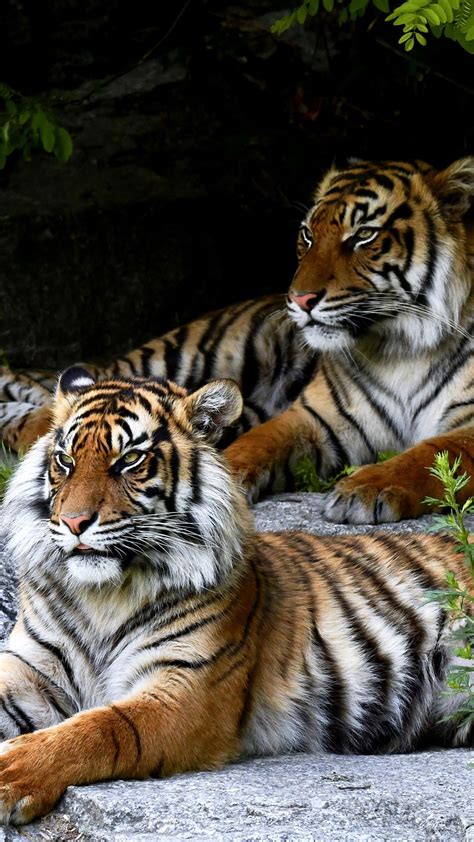 Tigers Are Sitting On Rock Stones 4k Hd Animals Wallpapers Hd