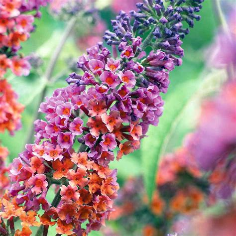 Bi Color Butterfly Bush Buddleia 25 Pot