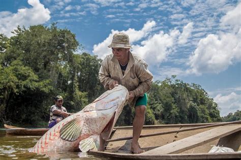 Protocolos Especiais Abrem A Temporada De Pesca SustentÁvel Do Pirarucu