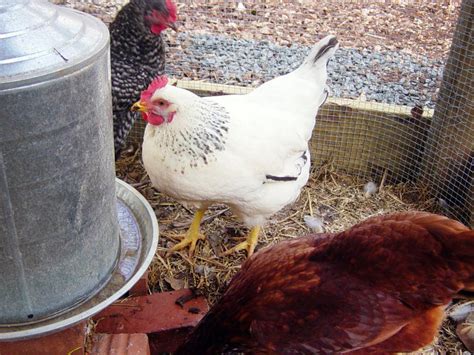 Stromberg's chickens sells baby chicks, ducklings, pea chicks, poultry and waterfowl. Chicken Breeds Ideal for Backyard Pets and Eggs | HGTV