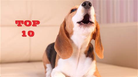 Top 10 Funny Dog Barking Sounds Compilation 2020 Youtube