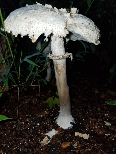 Wild Mushrooms Growing in My Yard