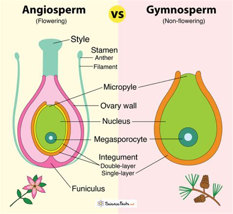 Angiosperm Vs Gymnosperm Definition Differences And Similarities