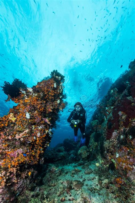 Mujer Bucear Bajo El Agua Sobre Un Colorido Arrecife Tropical Con Coral
