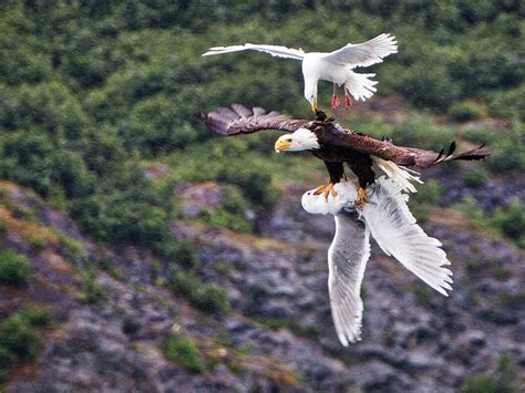 Seagull Attempts To Free Its Friend From The Claws Of An Eagle In Epic Mid Air Battle R Earthmind