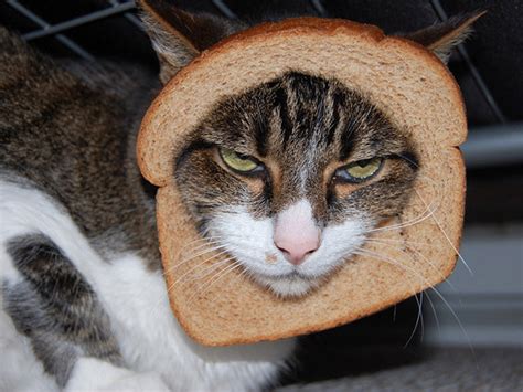 Inbread Cats Cats In Bread