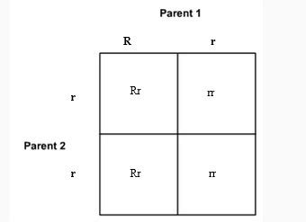 In our example, we had a 1:2:1 genotypic ratio for homozygous dominant, heterozygous dominant, and homozygous recessive, respectively. HELP ASAP!! BRAINLIEST AND 30 POINTS Analyze this Punnett Square: 1. In this Punnett square ...