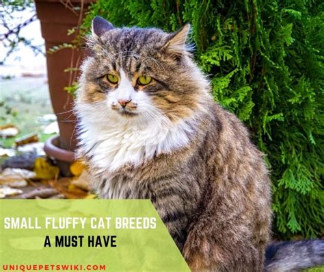 Fluffy Cat Breeds That Stay Small Cat Meme Stock Pictures And Photos