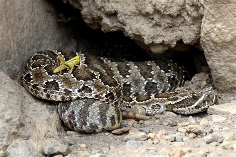 Rattlesnake Winter Dens Images