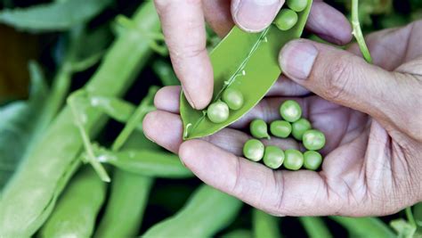 Planting Peas From Seed Organic Gardener Magazine Australia