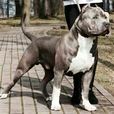 Apart from its size, the xxl bully has much the same anatomy and friendly temperament we love bullies for. El Turbo Xxl American Bully Pit Bull BGK Kennel | Dogs ...