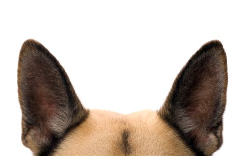 Keeping Your Dogs Ears Healthy Listen To Your Vet American Kennel Club