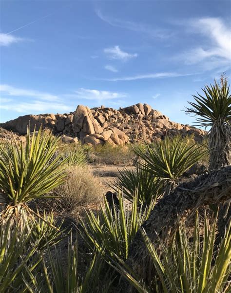 Riverscene Magazine Day Trippin Joshua Tree National Park