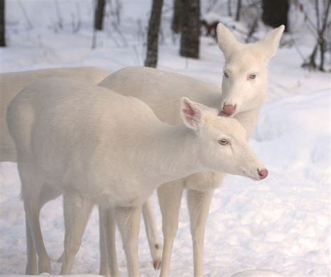 Rare Albino White Tailed Deer Of Boulder Junction Wisconsin