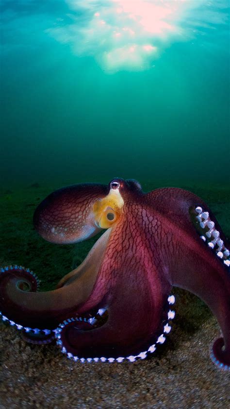 Octopus Sea Animal Hd Phone Wallpaper Pxfuel