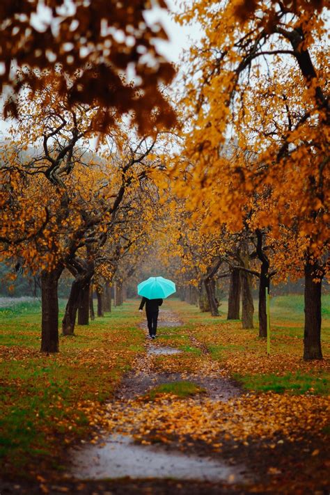 In The Course Of Time Autumn Photography Autumn Scenery Autumn Rain